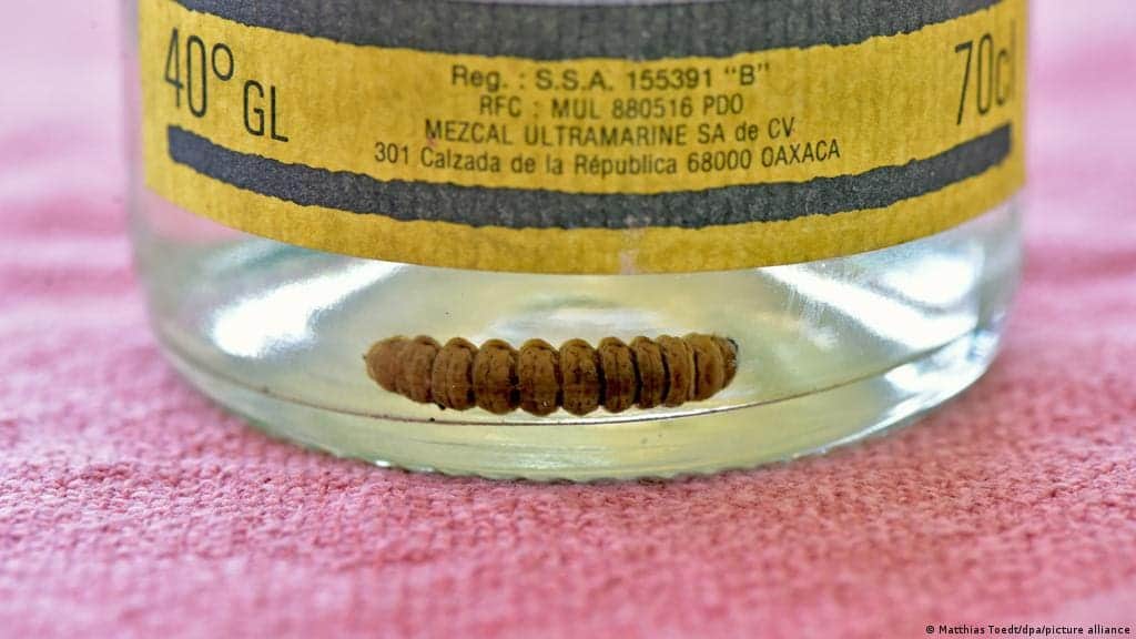 Descubren que los gusanos del mezcal no son precisamente gusanos