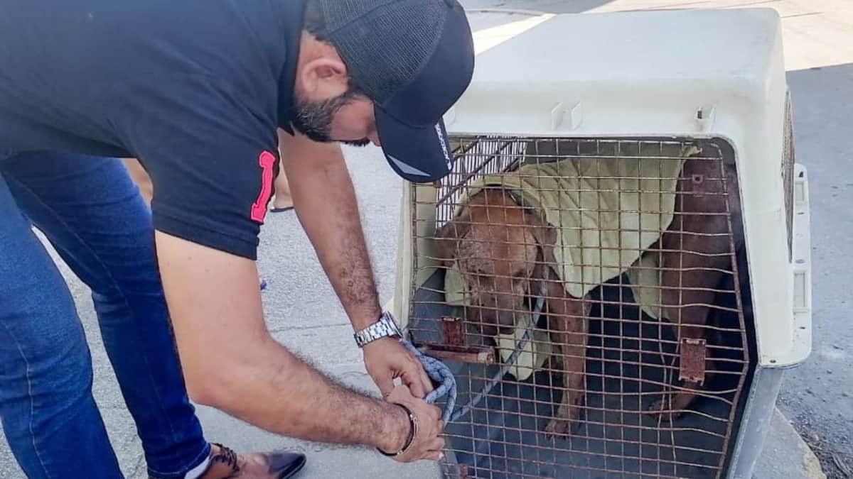En Solidaridad se castiga el maltrato animal