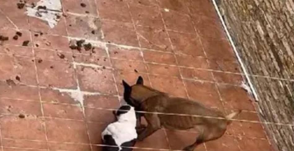 Maltrato animal: En abandono, perro se come a otro en la Riviera Veracruzana