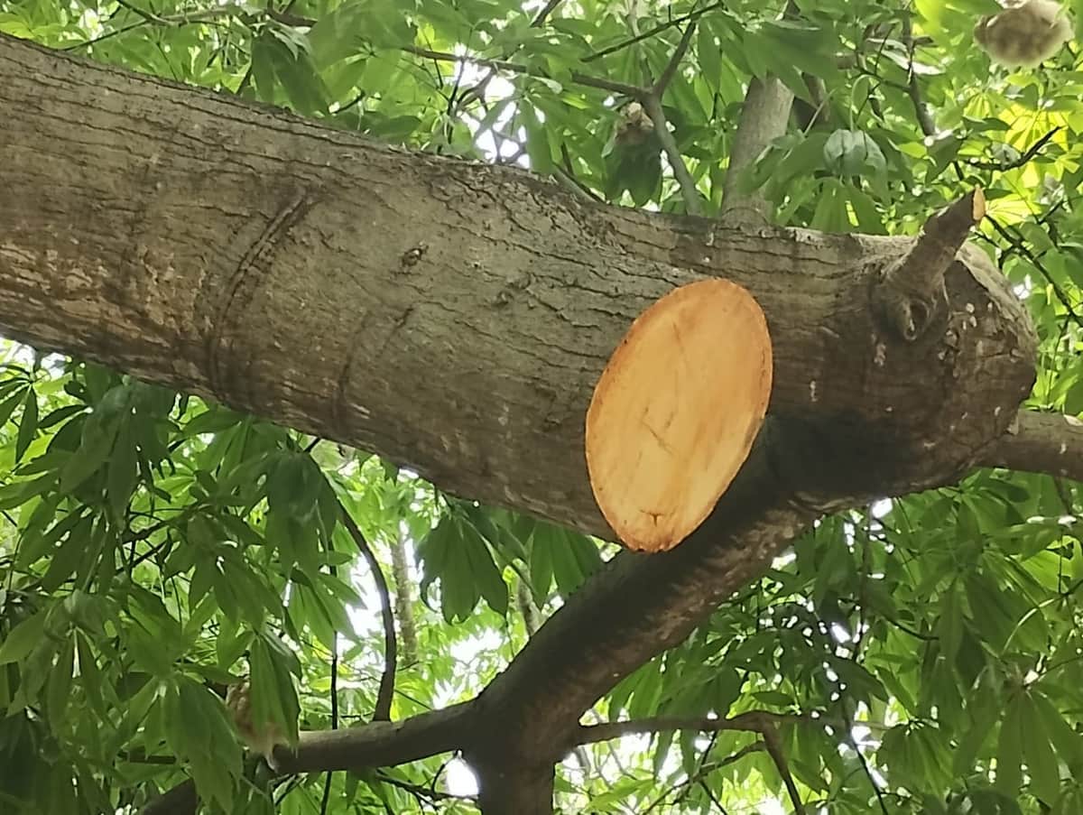 Mutilan ceiba declarada como 'Árbol Monumento' de Playa del Carmen