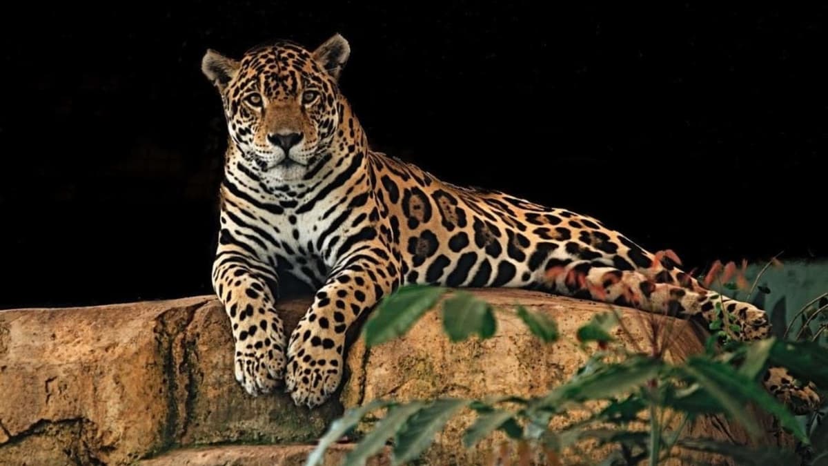 Van cuatro jaguares atropellados y un puma en la carretera que va de Cancún a Tulum