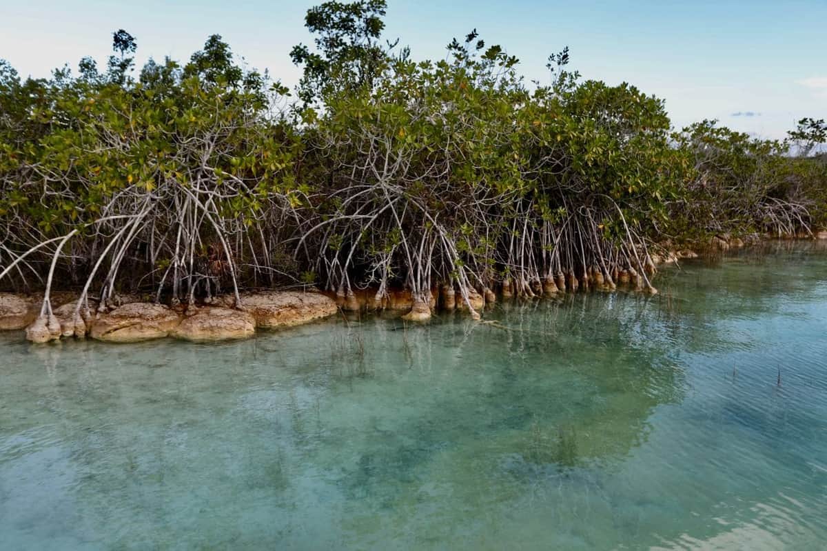 Quintana Roo elegido por la ONU como sede nacional para celebrar el Día Mundial del Medio Ambiente