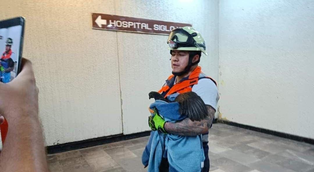Video: Captan a gallina "saboteando" el Metro de la Cdmx