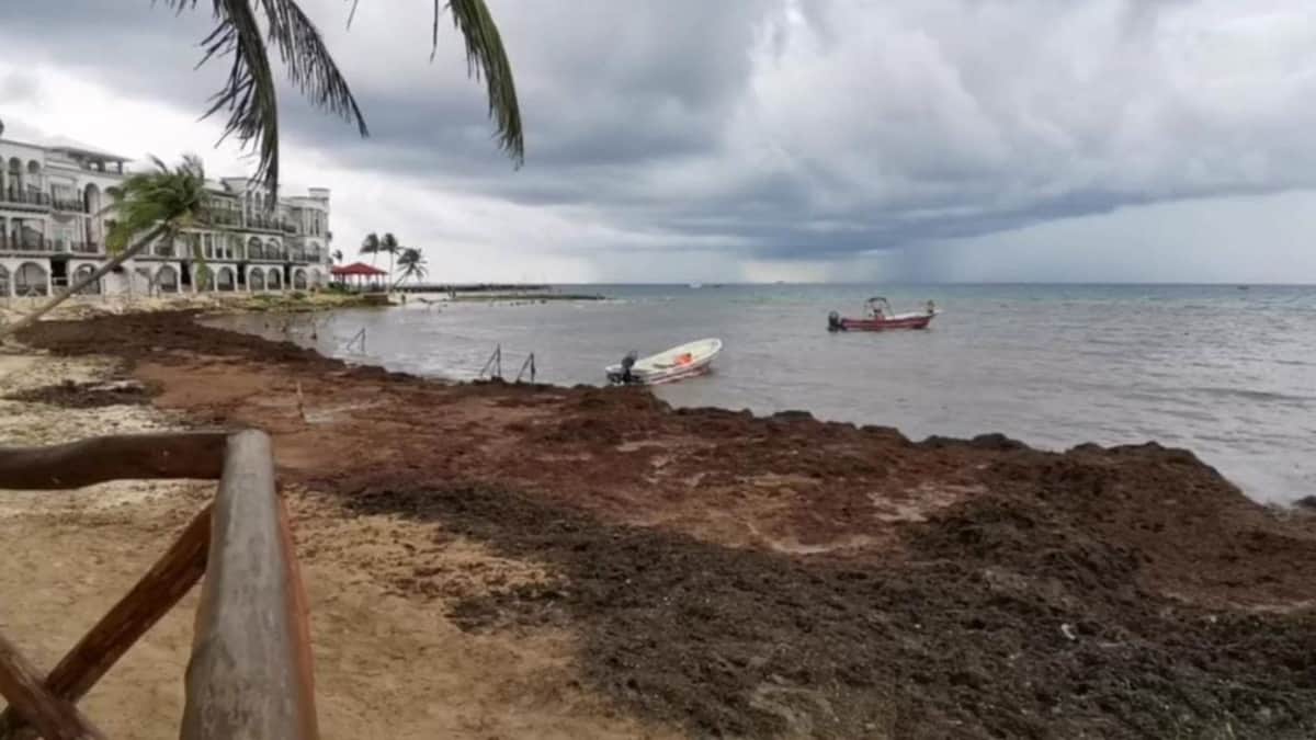 Pequeños hoteles y náuticos de Playa del Carmen, afectados por la llegada de sargazo