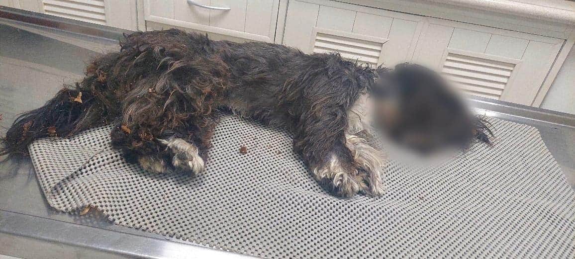 Dos pitbulls matan a perrito en Playa del Carmen: su dueña los dejaba sueltos