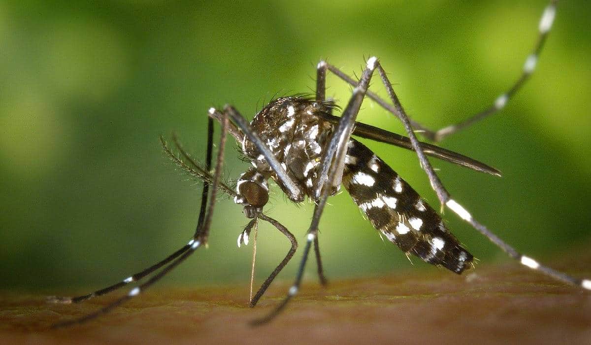 Quintana Roo, primer lugar a nivel nacional en casos de dengue