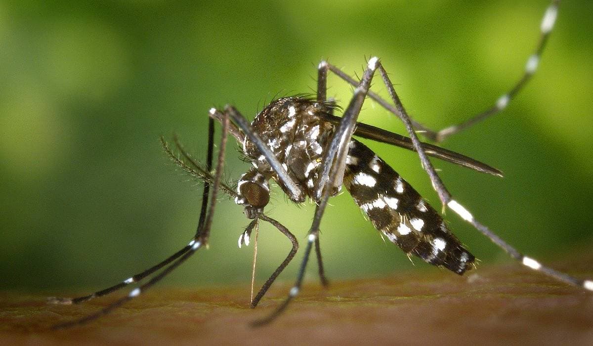 Quintana Roo, primer lugar a nivel nacional en casos de dengue