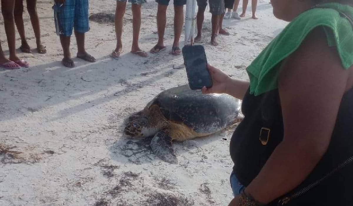 Llega la primera tortuga a Holbox por la temporada de desove