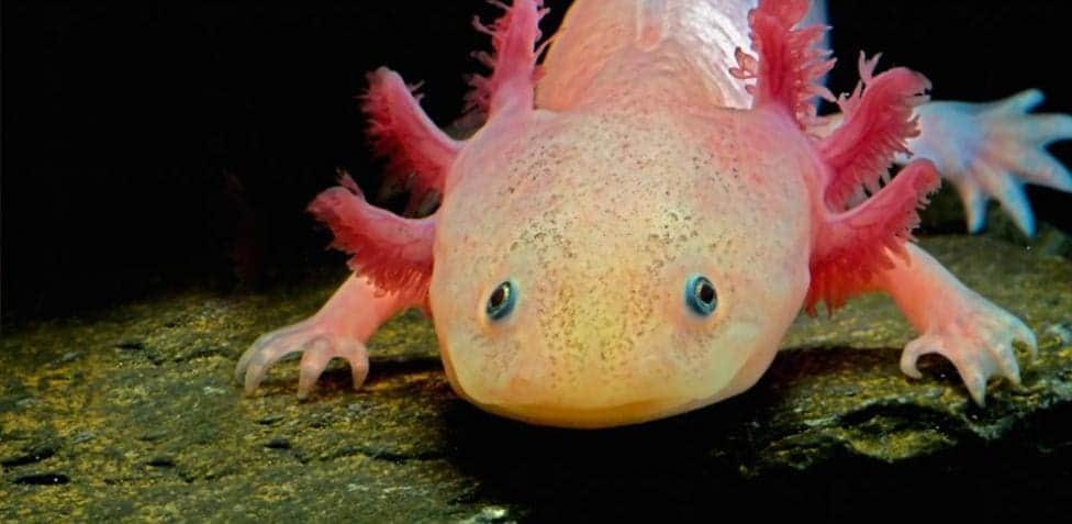 Niño encuentra dos ajolotes en Cataluña; alertan por riesgo medioambiental