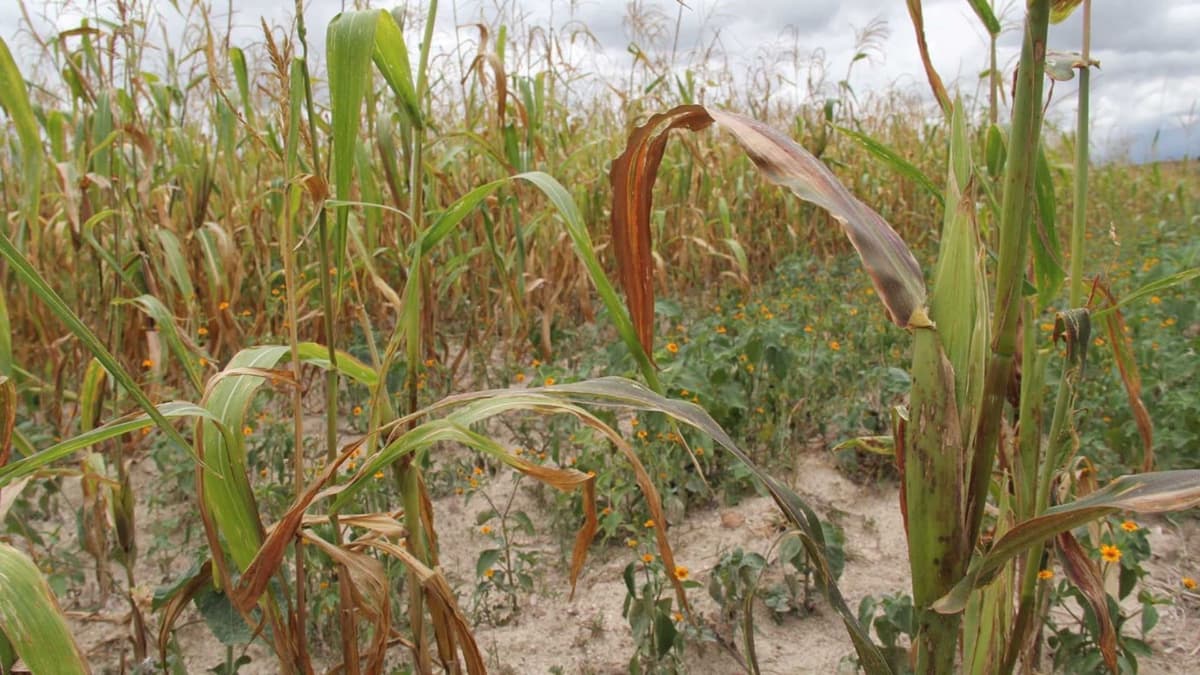 Reconocen milpa maya como patrimonio agrícola mundial