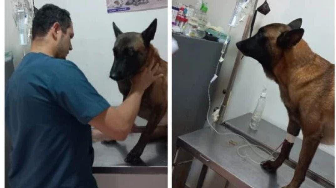 Hallan a Oliver, perro que buscó a los niños perdidos en la selva de Colombia