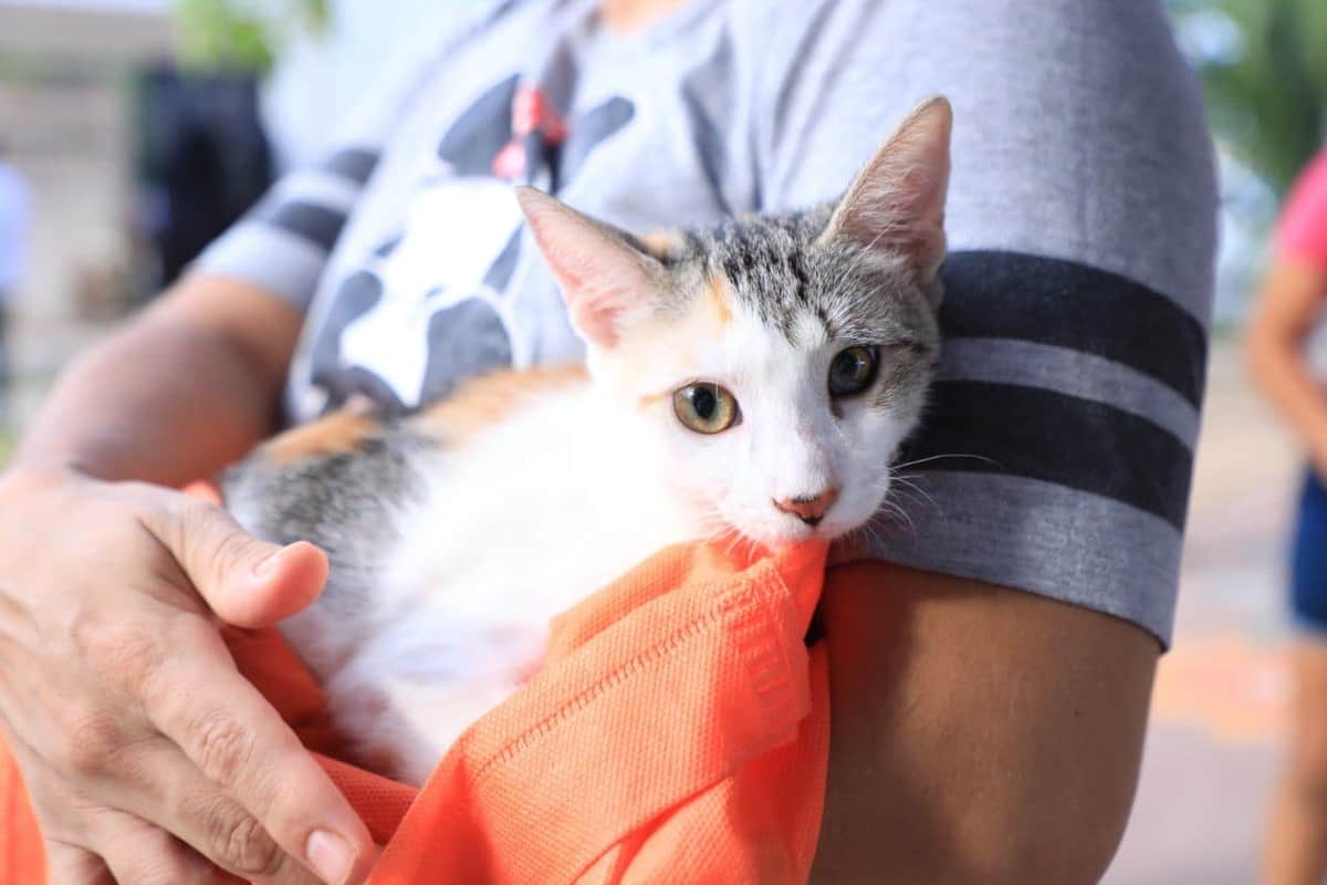 Gobierno busca reducir fauna callejera con esterilizaciones