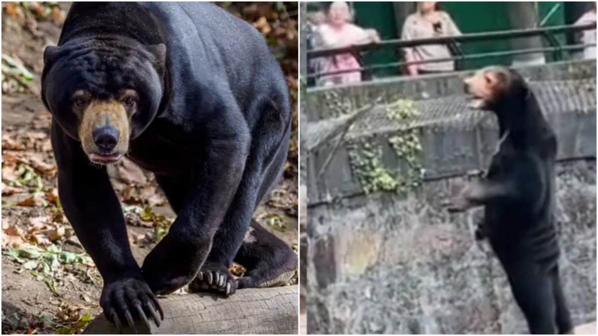 Zoológico chino niega que sus osos sean humanos disfrazados