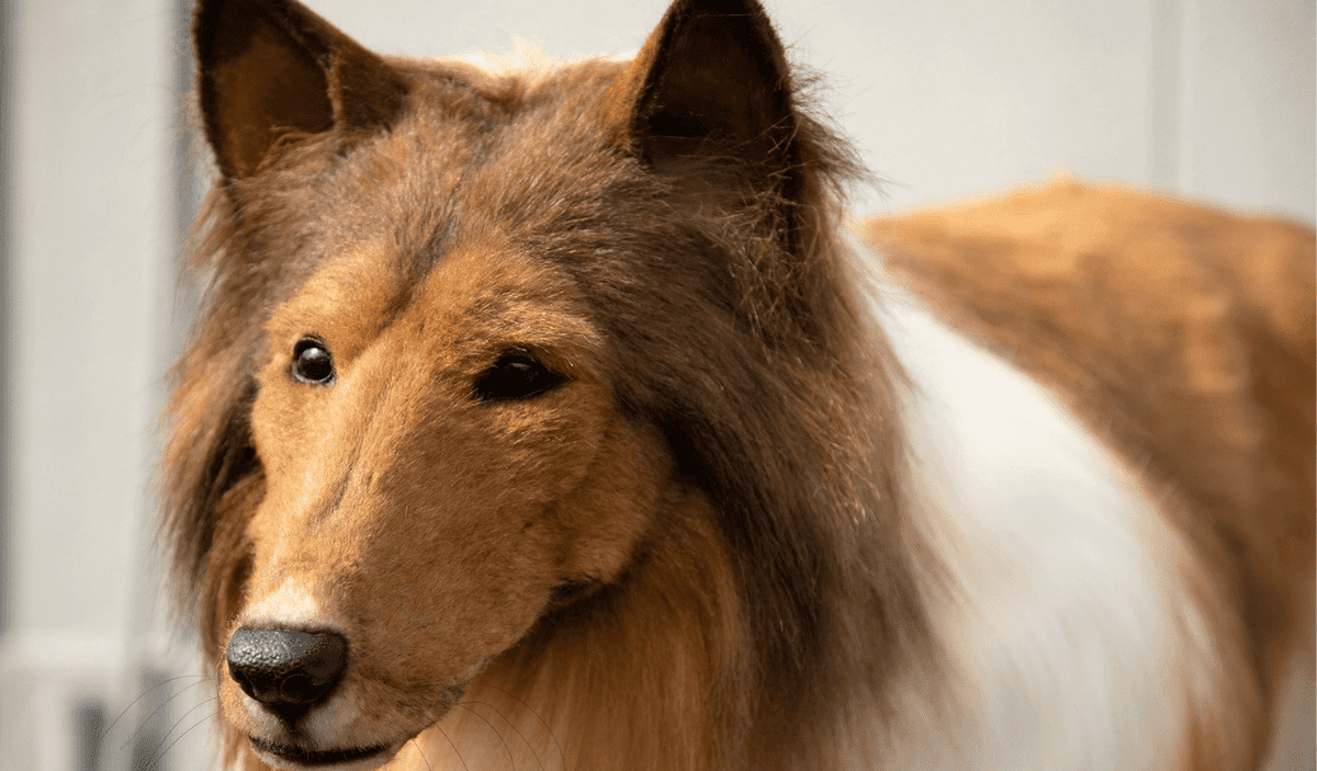 El hombre que gastó 14 mil dólares en transformarse en perro pasea por primera vez en público