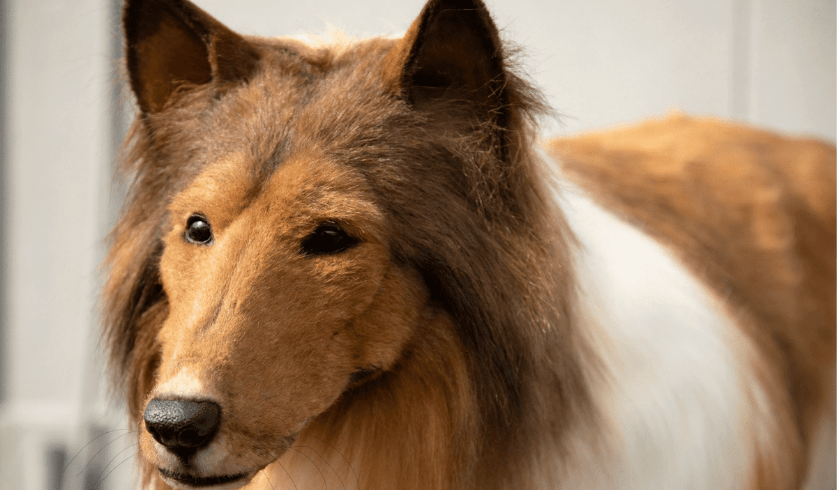 El hombre que gastó 14 mil dólares en transformarse en perro pasea por primera vez en público