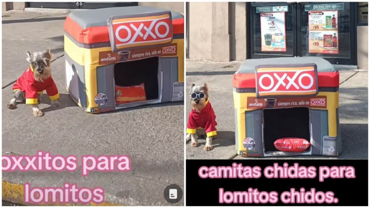Video: Crean "Oxxito" para lomitos y causa furor en TikTok; conoce su función