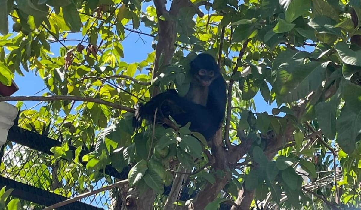 Piden apoyo para que mono araña regrese a su hábitat en Playa del Carmen