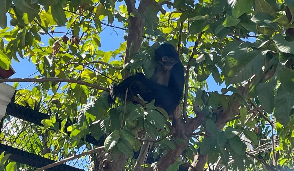 Piden apoyo para que mono araña regrese a su hábitat en Playa del Carmen