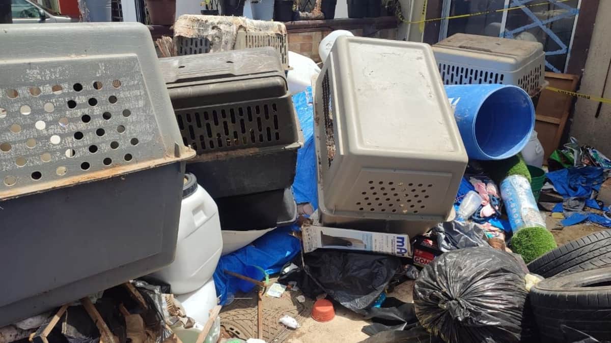 Hallan 23 perros muertos y 5 vivos en una casa usada como refugio animal en Cancún