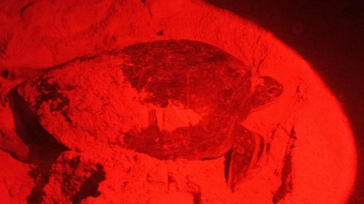 Se ha duplicado el número de tortugas que arriban a Playa del Carmen en esta temporada