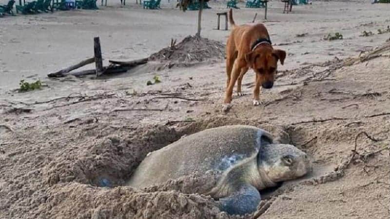Perros atacan a tortugas marinas mientras desovan en playas de Yucatán