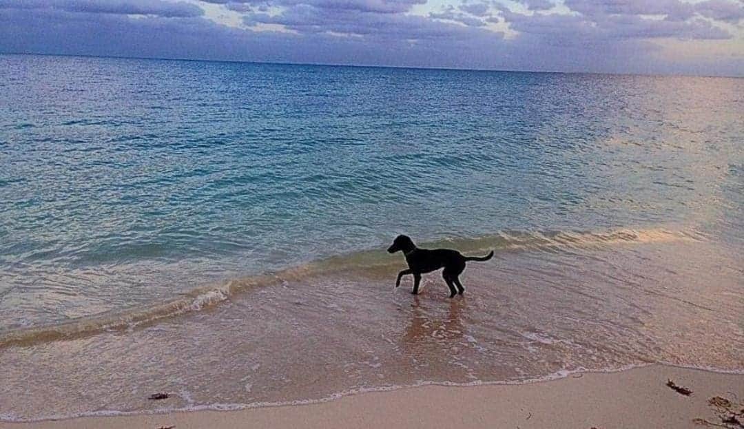 Playa del Carmen tendrá su costa pet friendly; El Recodo pasará a ser "Recodog"