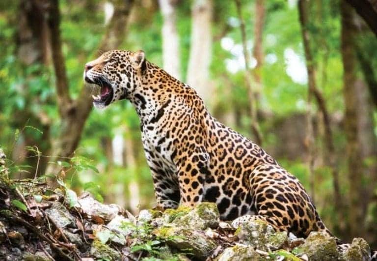 Tren Maya: ¿Por qué la fauna está huyendo hacia la carretera 307 a morir?