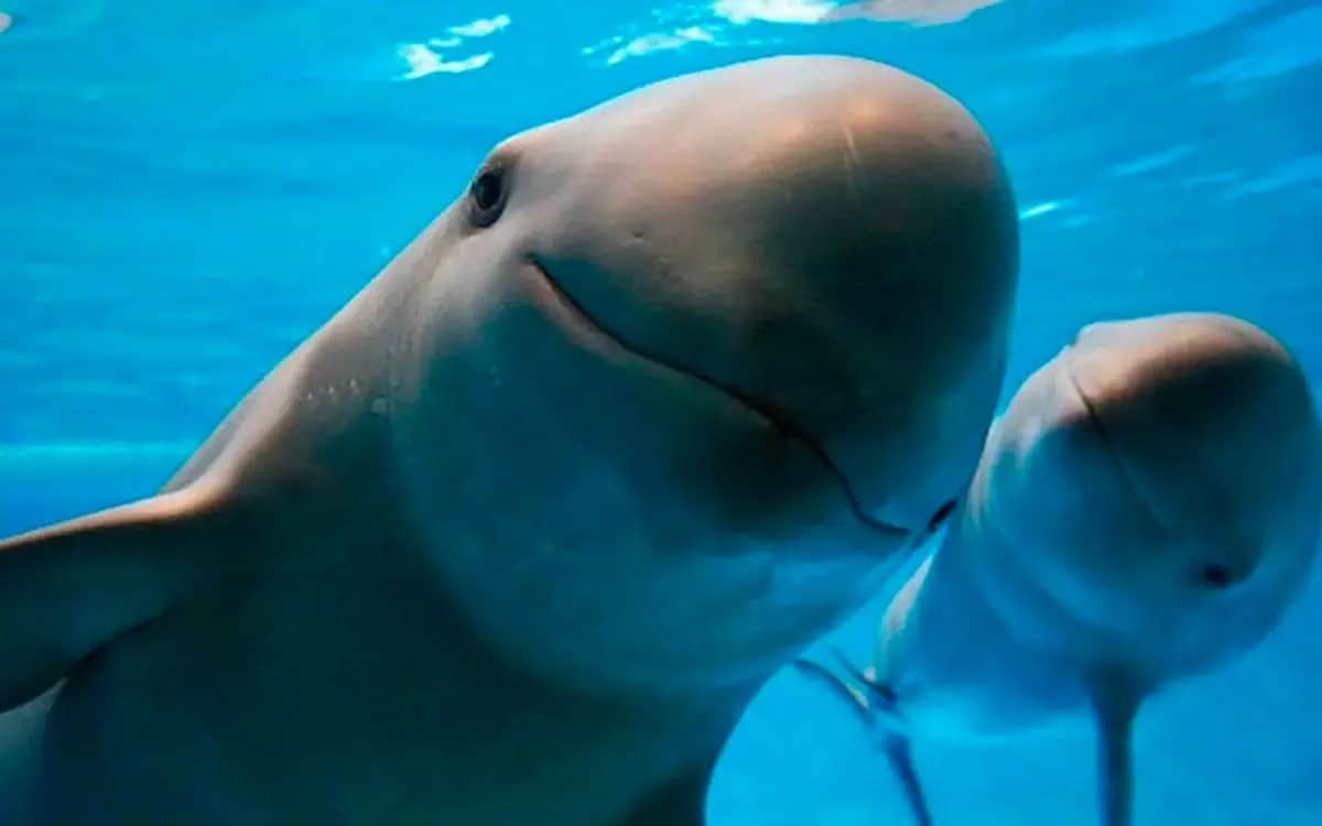 Biden amenaza con sanciones a México por la vaquita marina y la totoaba