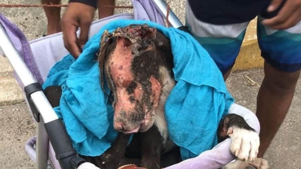 Autoridades afirman que se hizo justicia en el caso de Valentín, el perrito quemado