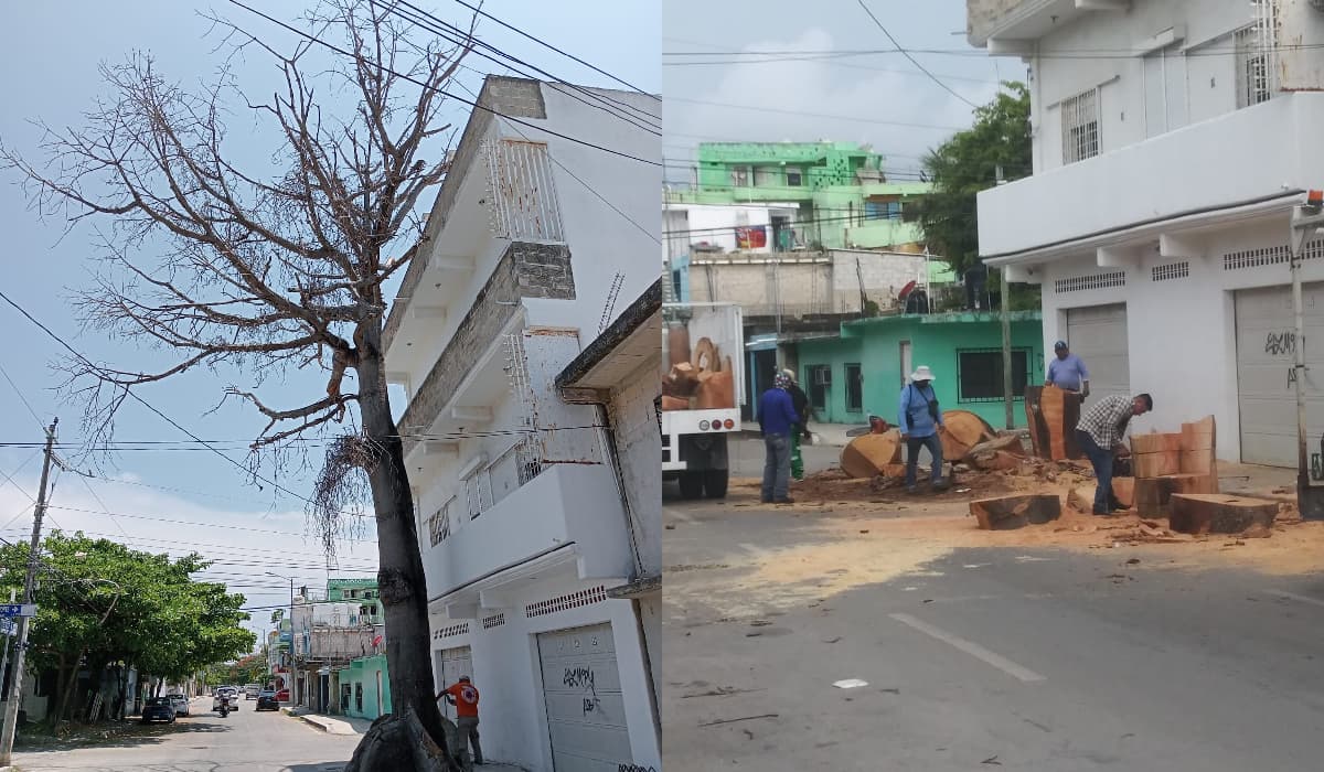 Talan ceiba en Playa del Carmen, por poner en riesgo una vivienda