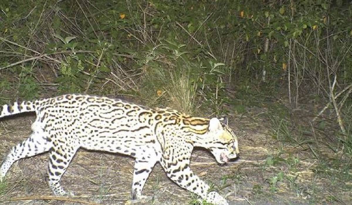 Video: Cámaras trampa captan jaguares, monos araña, pumas y ocelotes a metros de obras del Tren Maya