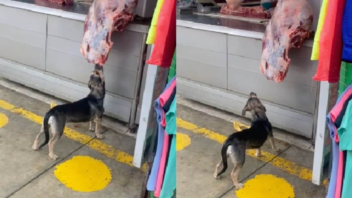 VIDEO: Captan a perrito ratero "comiendo gratis" en una carnicería