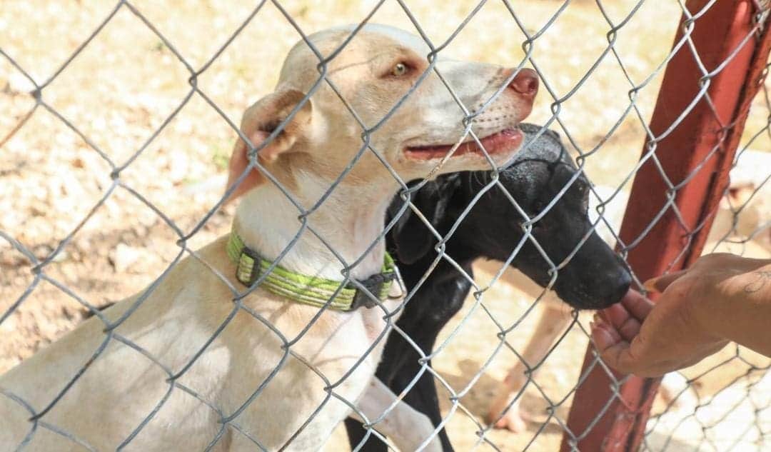 Un lugar mejor para los perritos; Playa del Carmen inaugura el nuevo Centro de Bienestar Animal