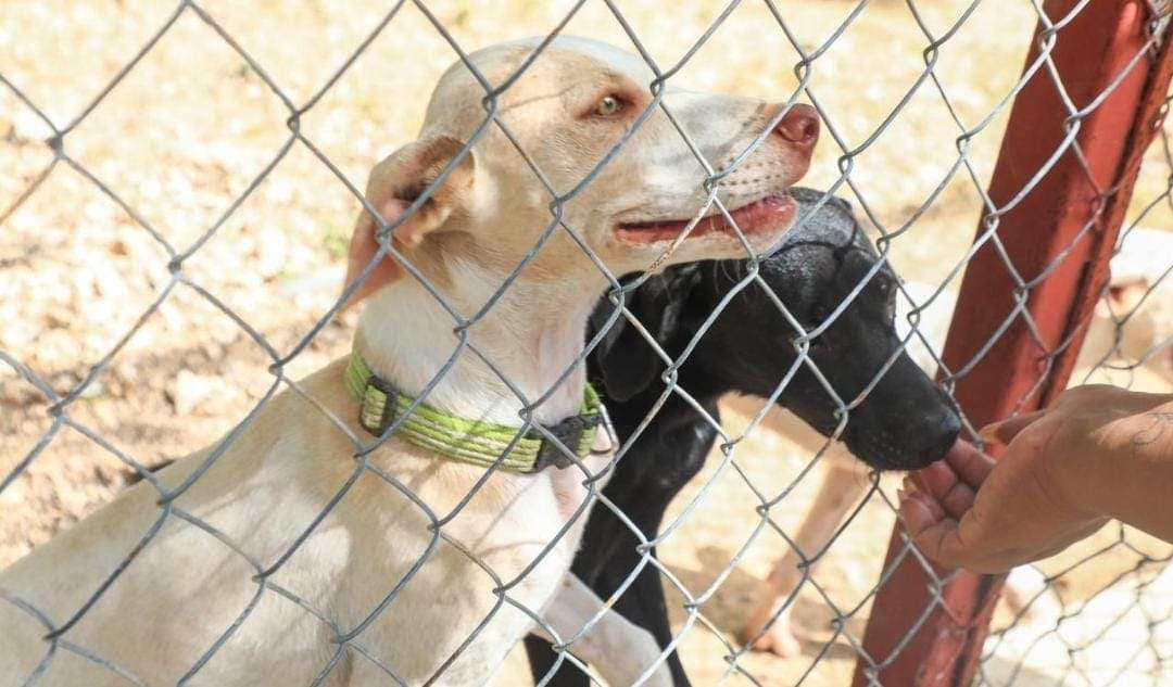 Un lugar mejor para los perritos; Playa del Carmen inaugura el nuevo Centro de Bienestar Animal