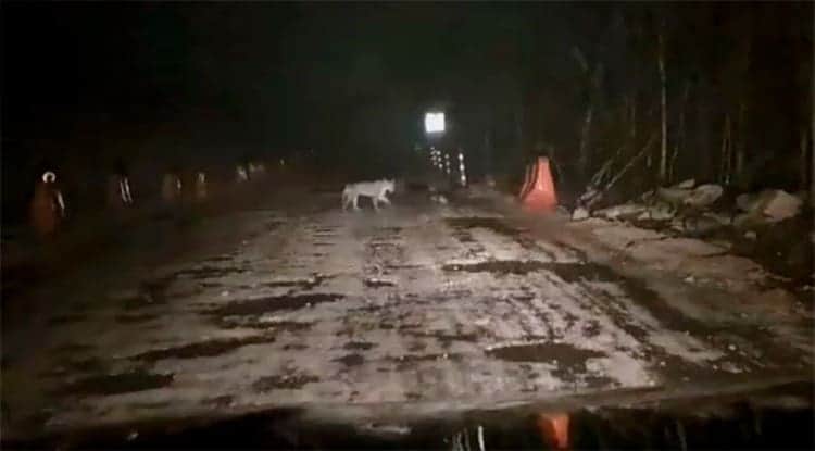 Captan a jaguar deambulando entre las obras del Tren Maya