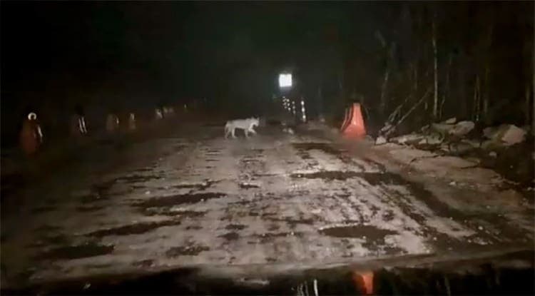 Captan a jaguar deambulando entre las obras del Tren Maya