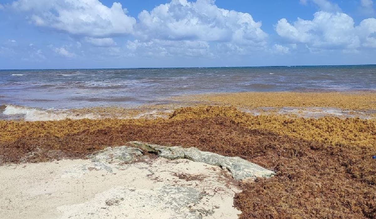 Hoteleros de la Riviera Maya trabajan con BBVA, UNAM e ITESM en proyecto para aprovechar el sargazo