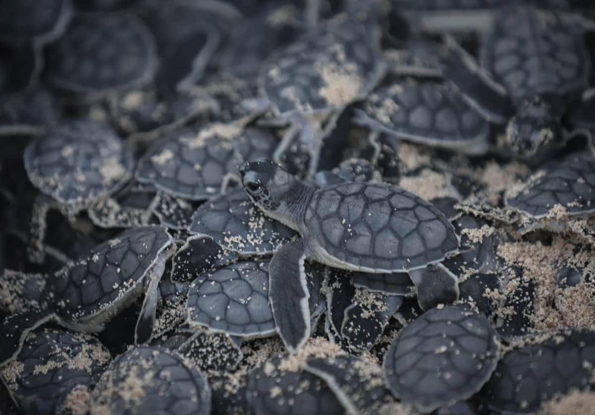 Contabilizan más de mil nidos de tortugas en litorales de Playa del Carmen