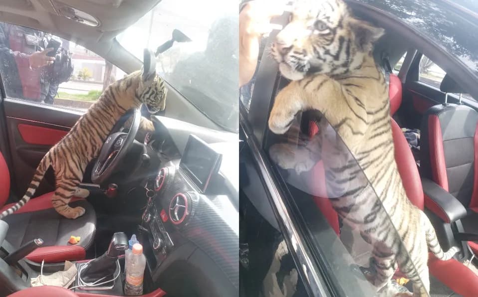 Video: Hombre se pasea con un tigre de bengala en “Neza”, fue detenido