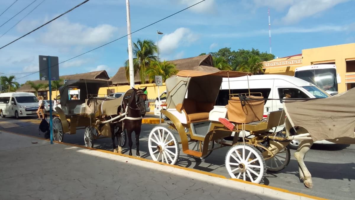 Tras tres meses paradas, reanudan labores calesas de Cozumel gracias a amparo federal