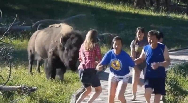 Video: Ataque de bisonte hace correr a un grupo de turistas en un parque de Estados Unidos