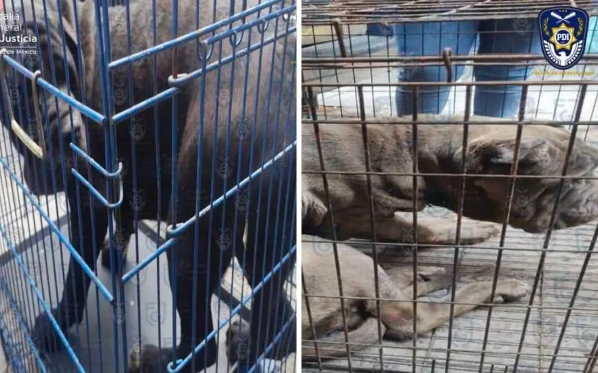 Rescatan a 6 cachorros y detienen a un hombre por maltrato animal en CDMX