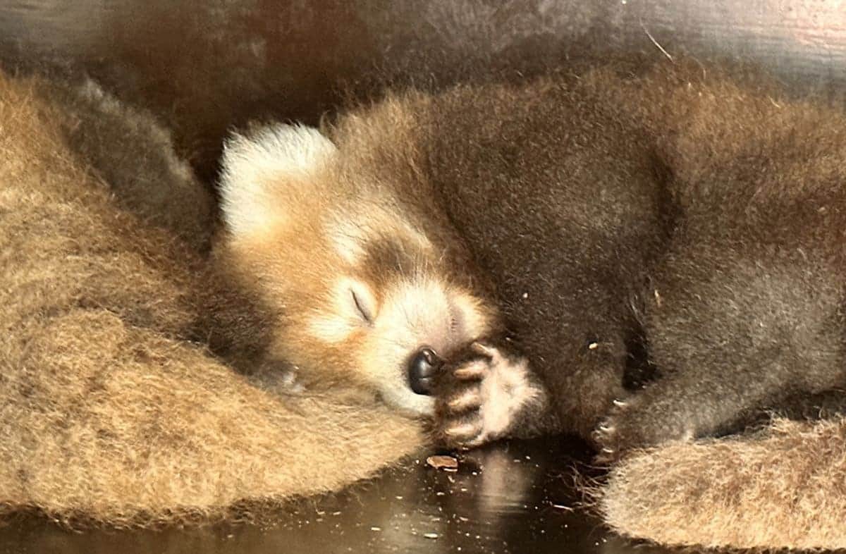 Nacen dos pandas rojos, una especie en peligro de extinción