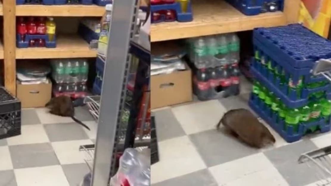 Video: Captan a una rata gigante en una tienda de alimentos en Nueva York