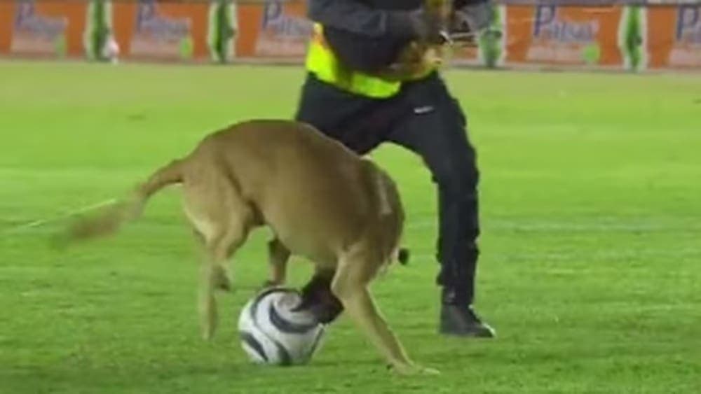 Perro es “fichado” por los Alebrijes de Oaxaca tras invadir la cancha en la Liga de Expansión