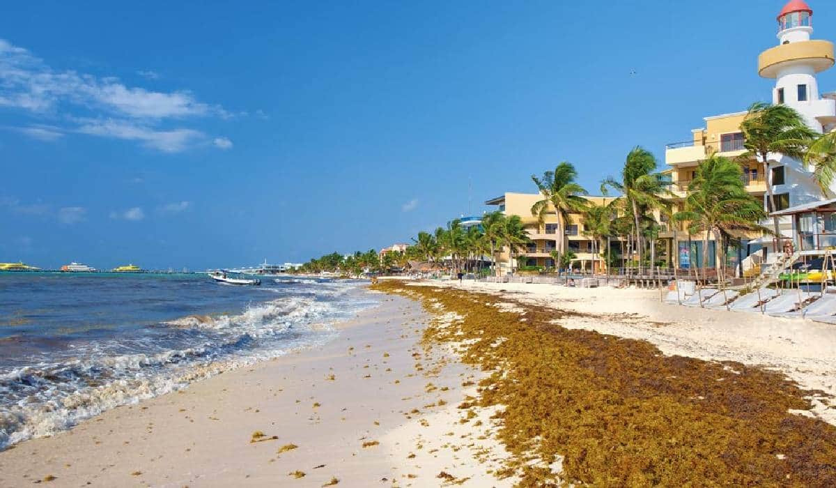 Hoteleros encabezan lucha para mitigar grave problema del sargazo en el Caribe Mexicano