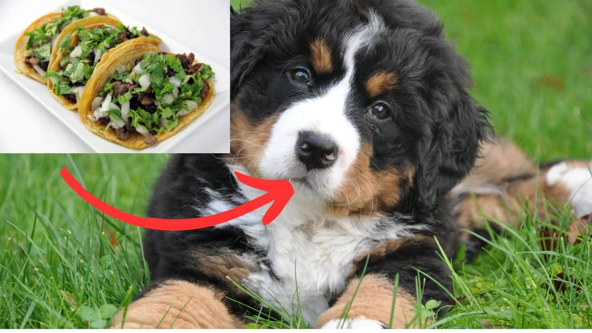 ¿Tacos de lomito? Encuentran cabezas de perro en basura de puestos de barbacoa en Playa del Carmen