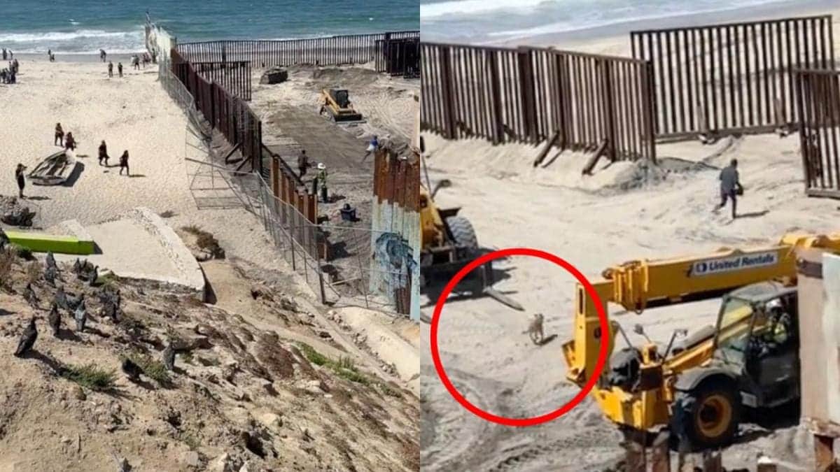 VIDEO: Captan a migrantes cruzando el muro fronterizo en Tijuana con todo y perro