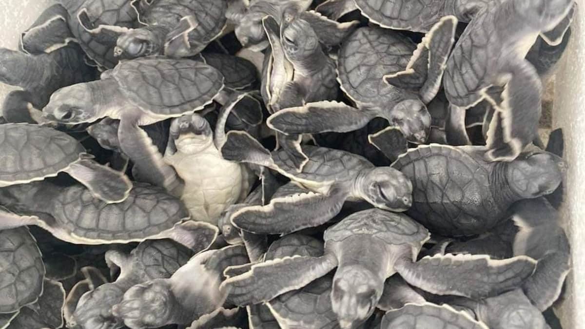 En Playa del Carmen han liberado más de 55 mil tortugas en esta temporada de anidación
