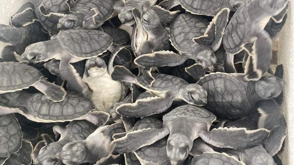 En Playa del Carmen han liberado más de 55 mil tortugas en esta temporada de anidación